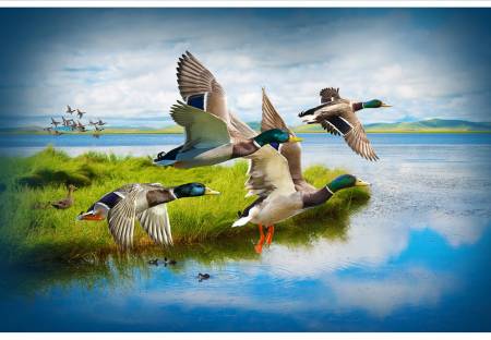 Mallard Call of the Wild Digital Panel, 29in x 43-3/4in