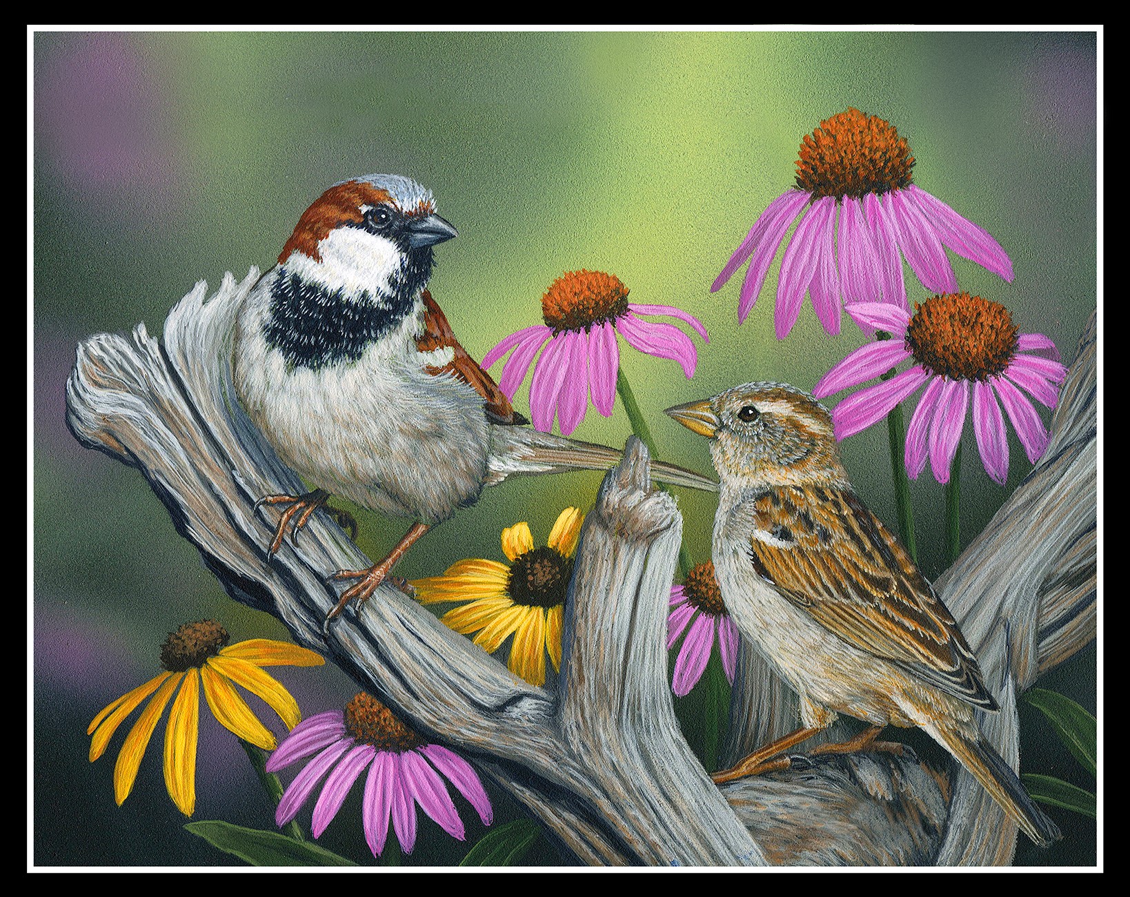 Product Image For 25006E-MULTI.