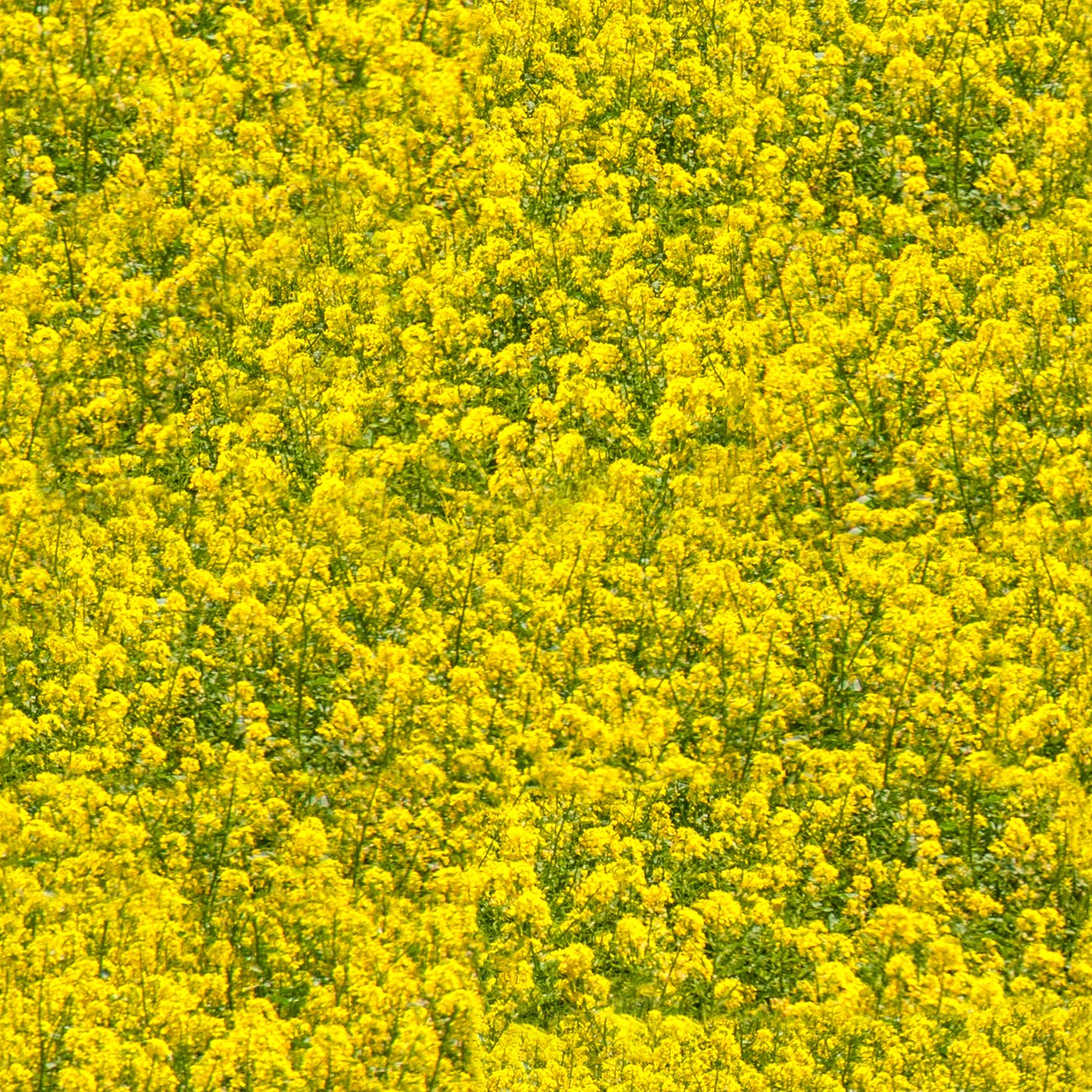 Product Image For 5091-06.