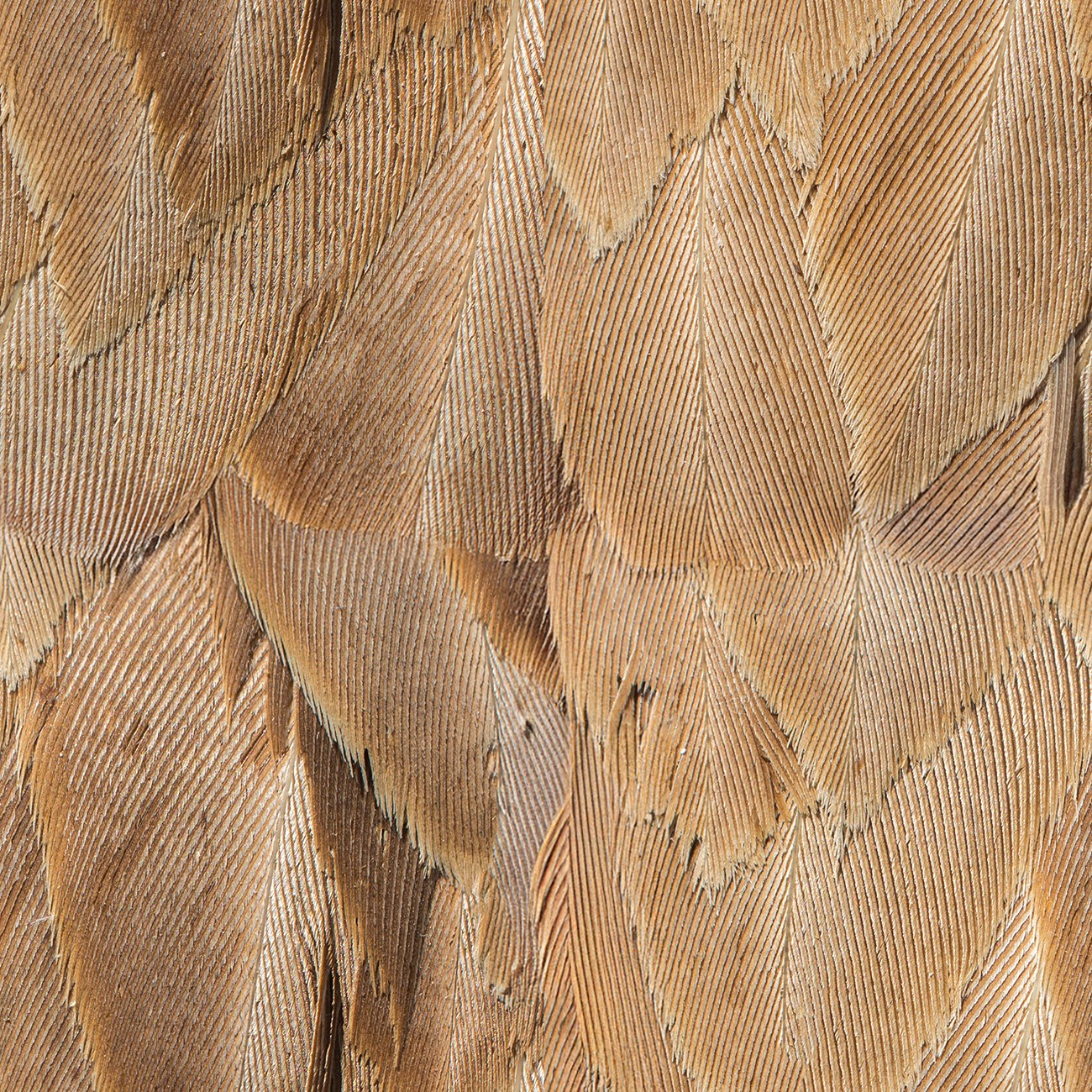 Product Image For 5091-36.