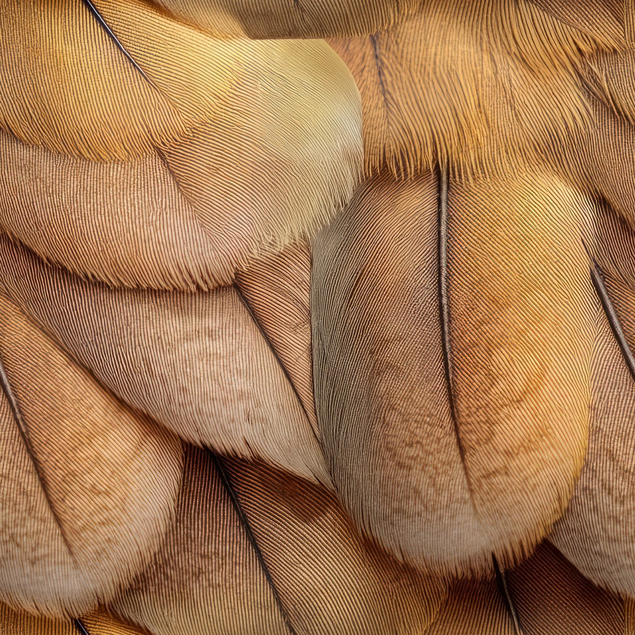 Product Image For 5091-37.