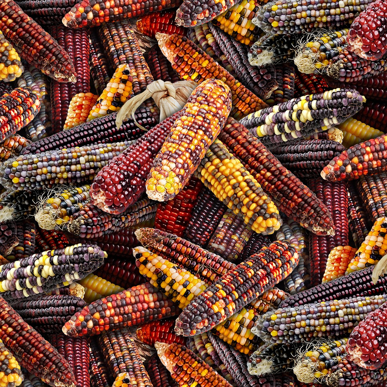 multi-native-corn