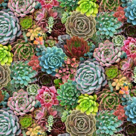 Multi Succulents Packed