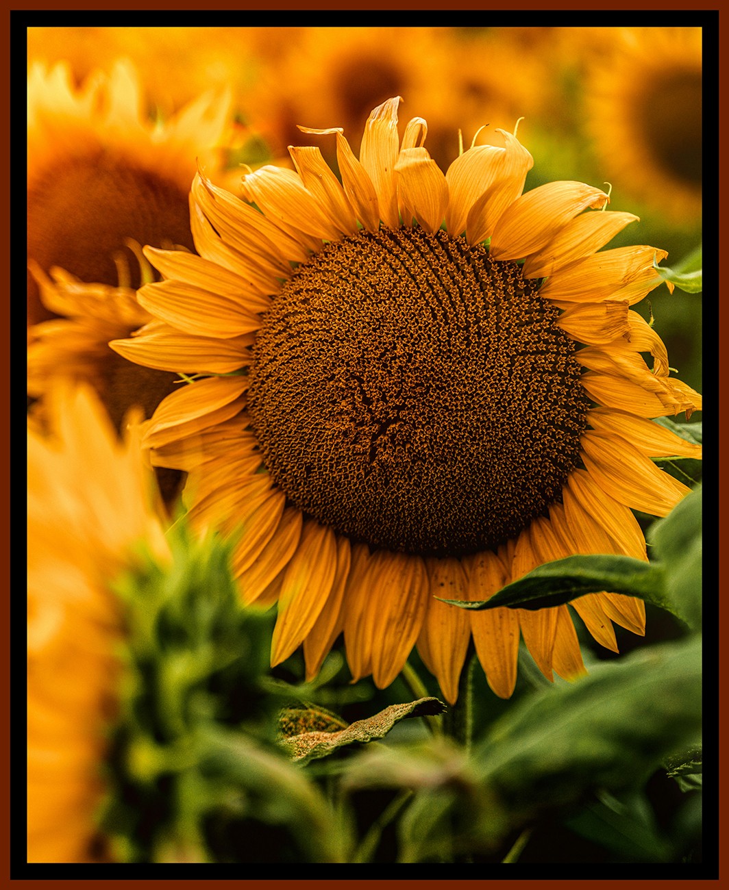 Product Image For 6008-01.