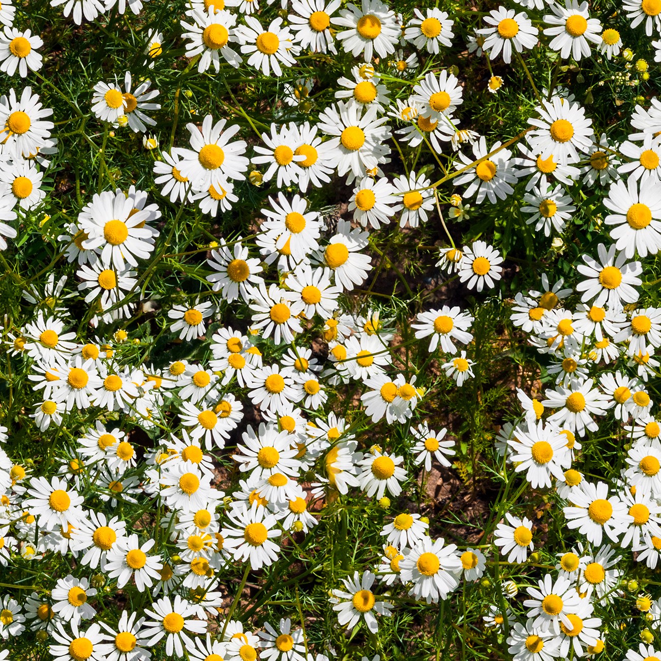 Product Image For 6013-06.