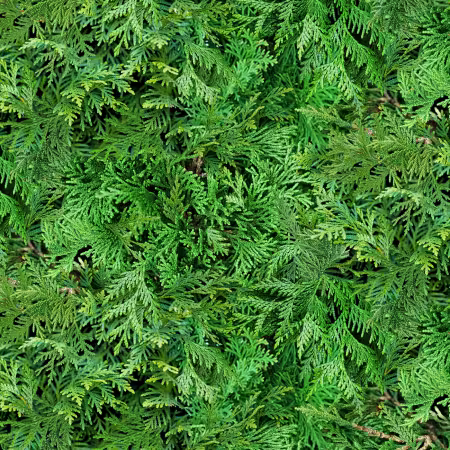 Green Cedar Branches