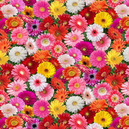 Burst Of Color Gerbera Daisies Multi