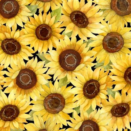 Multi Packed Sunflowers