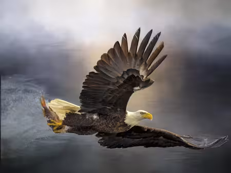 Bald Eagle with Dinner Panel 24in x 18in