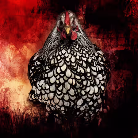 Angry Chicken Panel 18in x 18in