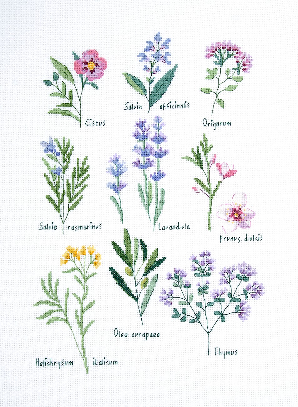 DMC Herbs Cross Stitch Kit