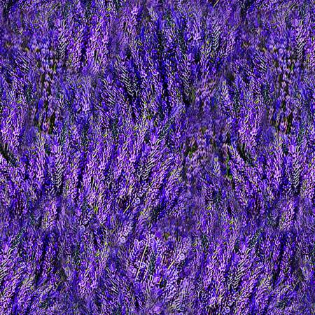 Purple Lavender Grosso