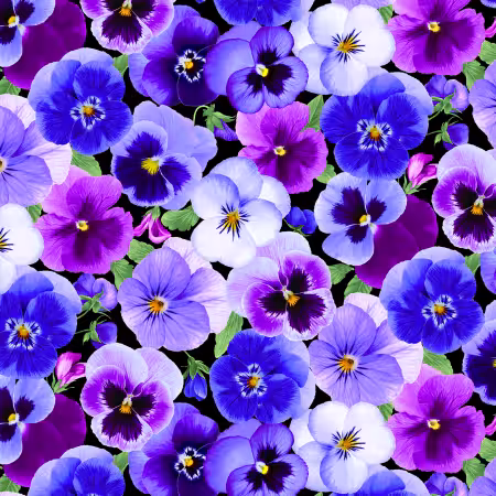 Pansy Pansy Large Floral