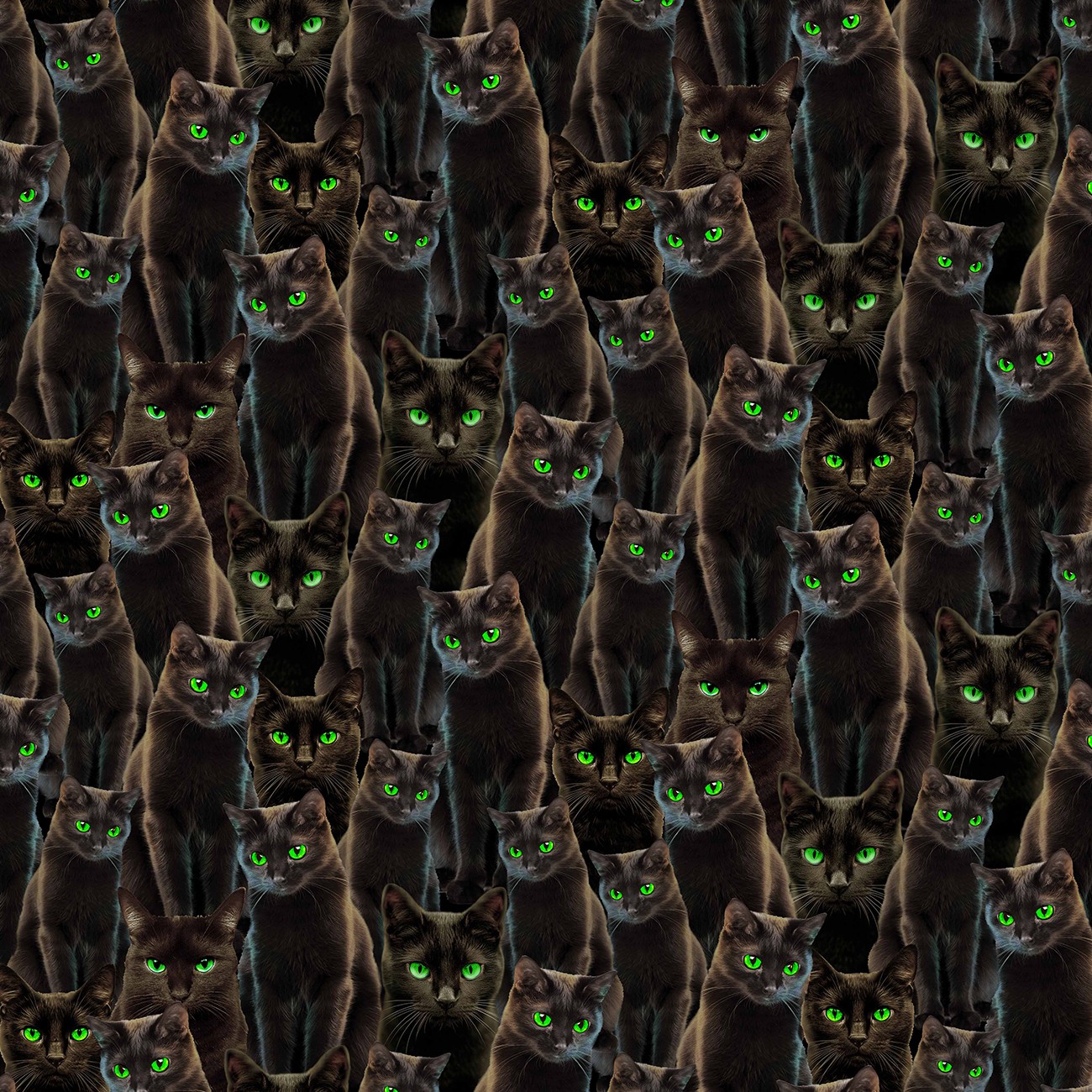 Black Halloween Cats