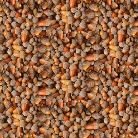 Homestead - Acorns Acorn