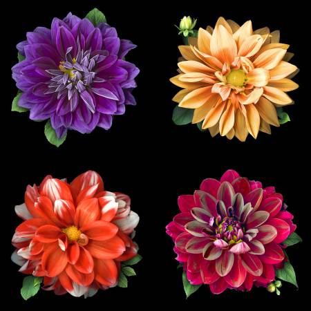 Multi Digital 44in Dahlia Panel